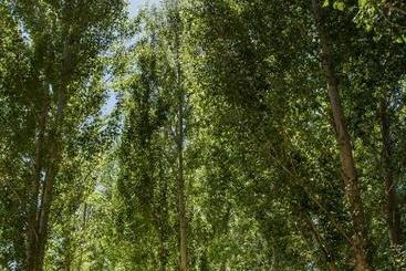 تختخواب و صبحانه Willow S Green