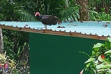 هتل Manuel Antonio Park House  Adults Only