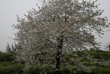 ベッドアンドブレックファースト L Albero Di Alberto