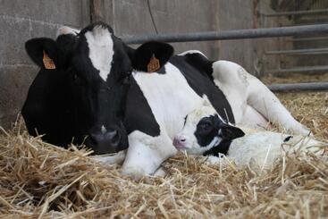 膳宿费 Chambres D Hôtes  Moulin Du Couedic