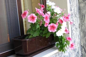 پانسیون Guesthouse Petra