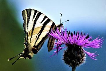 ペンション Ferienweingut Rudorfer