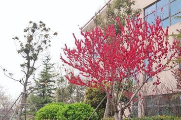 هتل Qingdao Bauhinia Garden