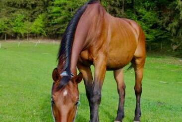 هتل Statek U Rajmunda