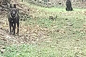膳宿费 Coorg Kolamotte