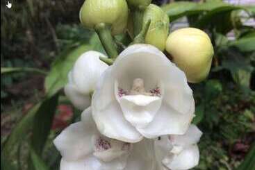 ペンション Orquideas Del Tolima