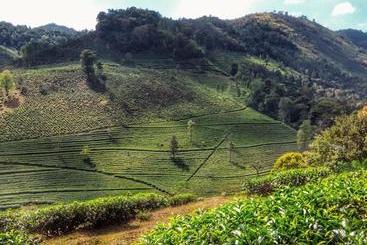 هاستل Periyar Green Bed & Breakfast