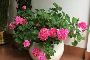 مسافرخانه Agriturismo Da Ninoti