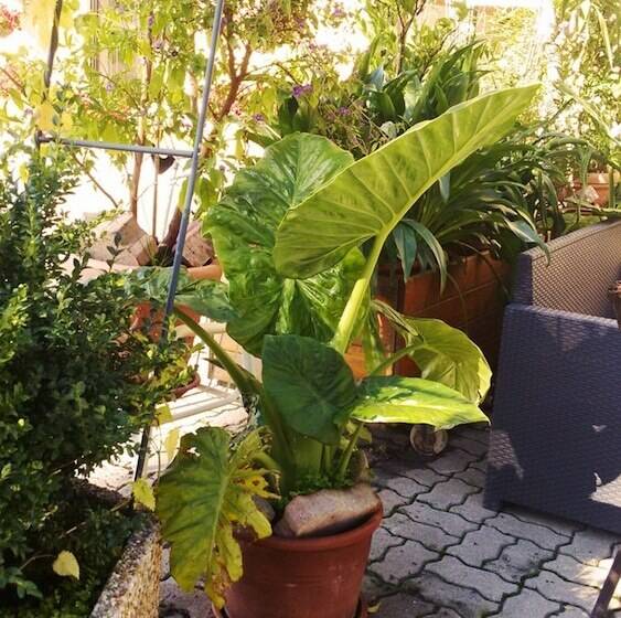 ホテル Liebesnesterl Bergwirt   Boutique