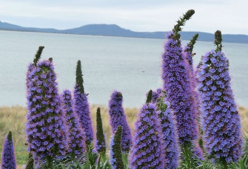 هتل Swansea Motor Inn Tasmania