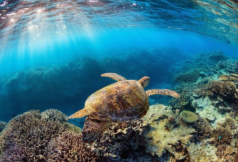 渡假胜地  Heron Island