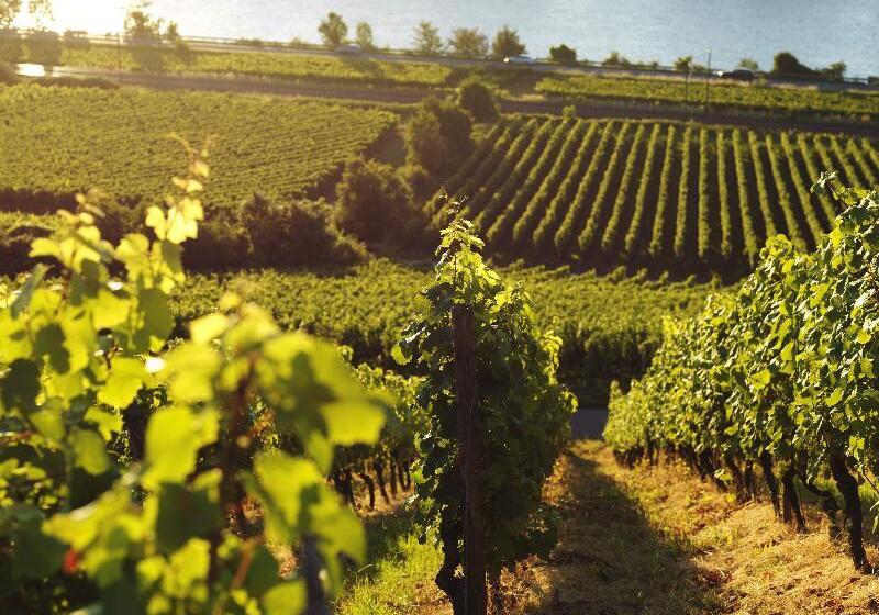 Rhein Hotel Nierstein