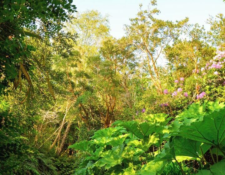 בית מלון כפרי Parknasilla Resort & Spa