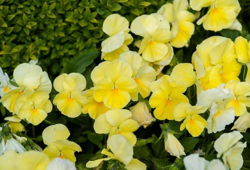 בית מלון כפרי Summer Lodge Country House