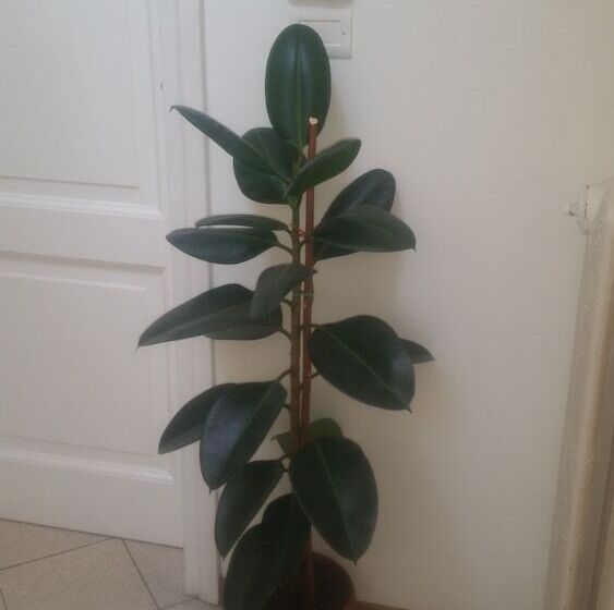 酒店 La Residenza Il Maggio B&b