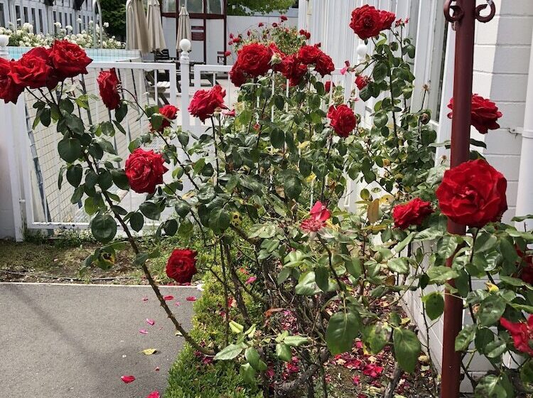 هتل Camelot Motor Lodge