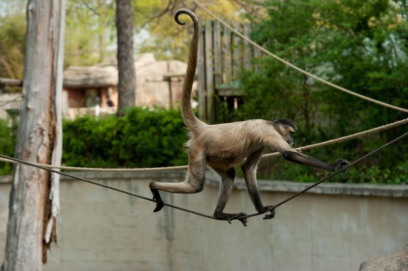 هتل Four Points By Sheraton Little Rock Midtown