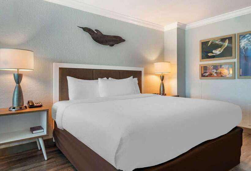 Winter The Dolphin S Beach Club, Ascend Hotel Collection