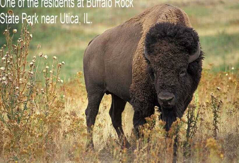 汽车旅馆  Super 8 By Wyndham Ottawa Starved Rock