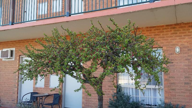 ホテル Bridge Motor Inn Tocumwal