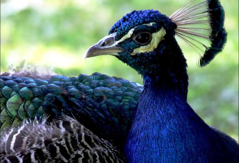 فندق Villa Buonabitacolo