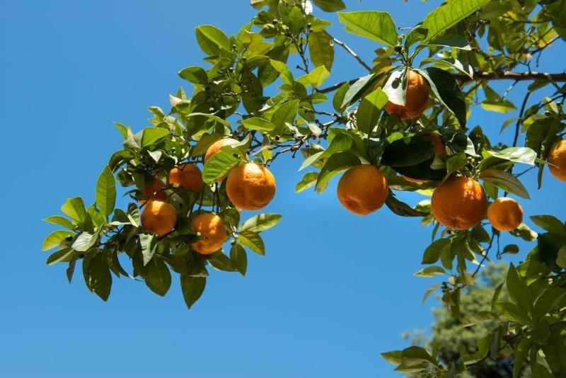 בית מלון כפרי Degli Aranci