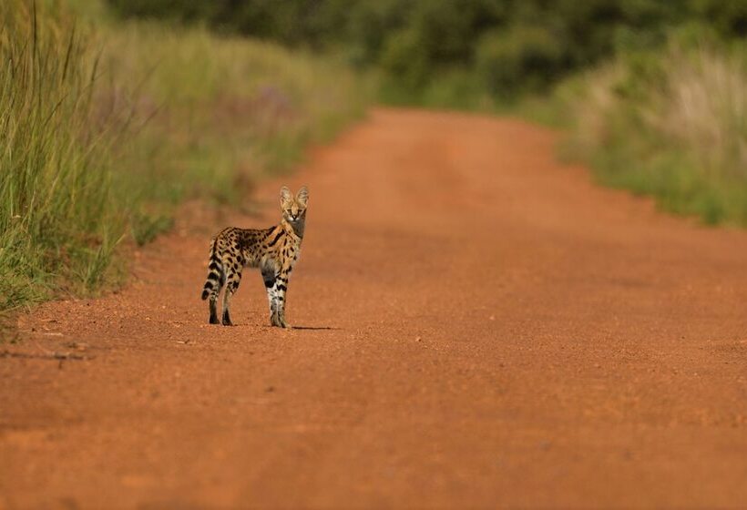 호텔 Ikhaya Lamadube Game Lodge