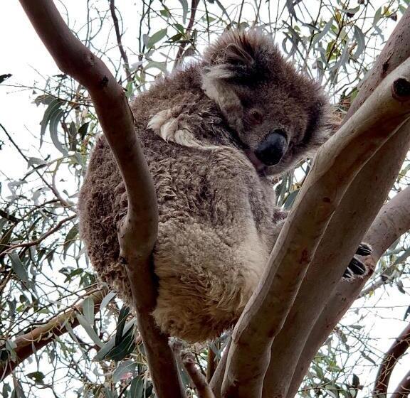 Emu Bay Holiday Homes