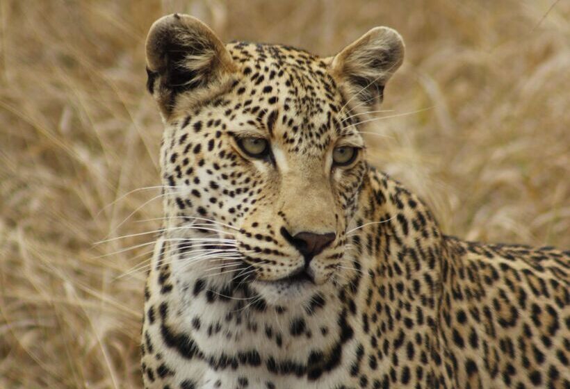 هتل Simbavati River Lodge