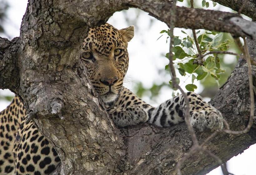 هتل Simbavati River Lodge