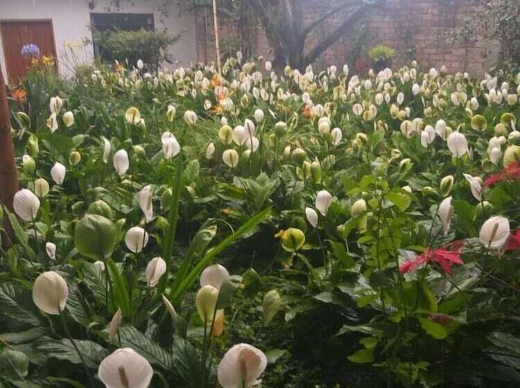 Casa Carmelita Hotel Boutique Pitalito