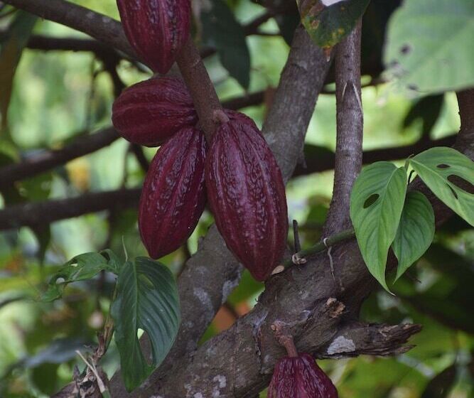 مسافرخانه Finca San Rafael   Cafe Y Cacao
