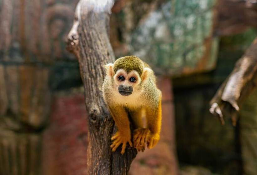 هتل Amazonia   The Jungle Experience Resort