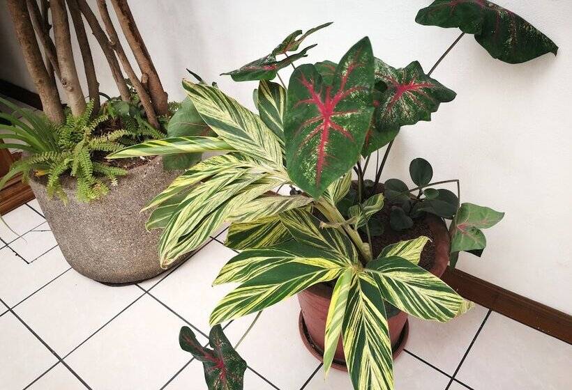 مبيت وإفطار Hojarascas