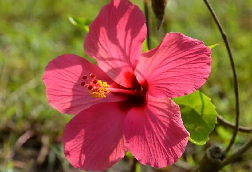 تختخواب و صبحانه Amigos Bungalows Gili Meno
