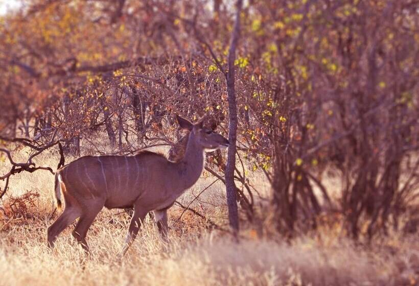 فندق Dinkweng Safari Lodge