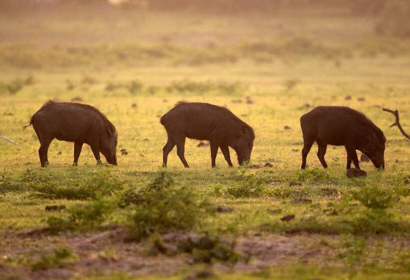 호텔 Yala Caravan Village