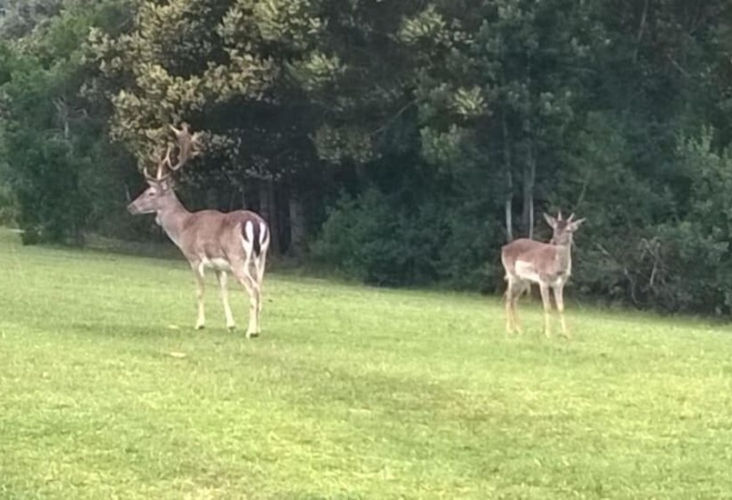 هتل Green Hills Forest Lodge