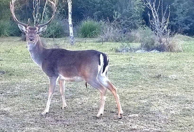هتل Green Hills Forest Lodge