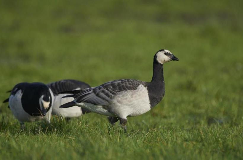 פנסיון Vangsbo B&b Holidays