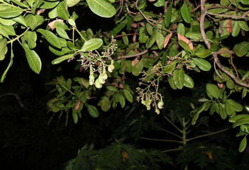 بنسيون Ceylon Wilpattu Safaris & Lodging