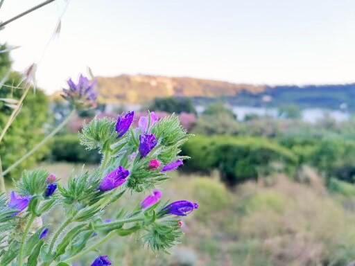 בית מלון כפרי Masseria Sardo