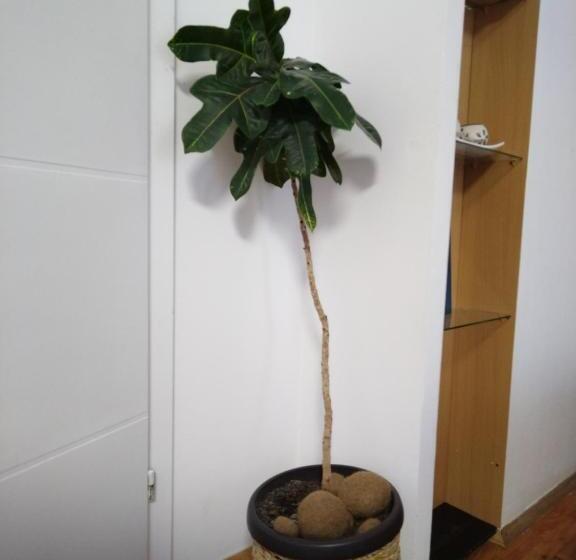 پانسیون Apartmani Pause