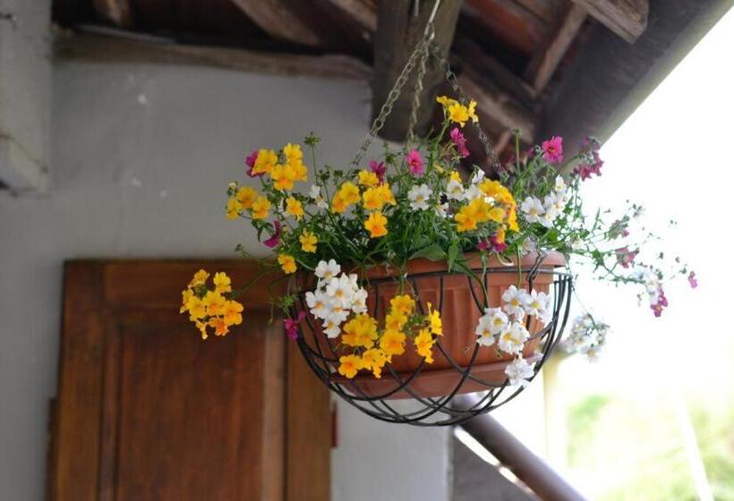 住宿加早餐  Fattoria Del Pino