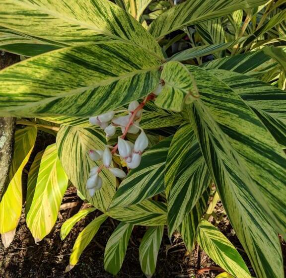 ホテル Tropical Villas Of Venice Beach