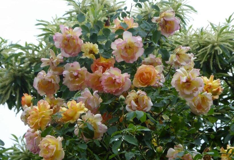 ベッドアンドブレックファースト Pension Zur Rose