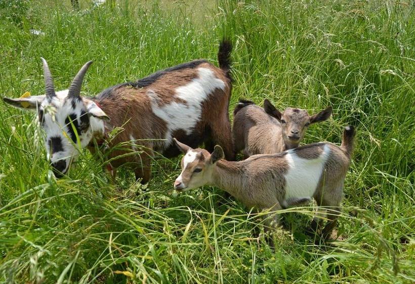 فندق Restaurant Rotes Einhorn Düren  Superior