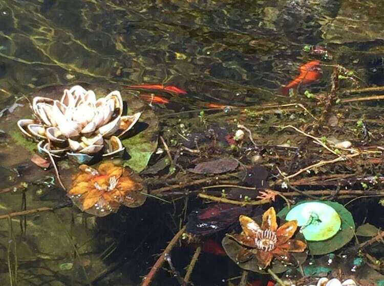 فندق Homestead Inn   Blowing Rock