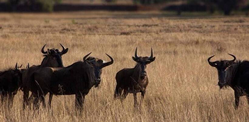 فندق Izapa Bush And Game Lodge