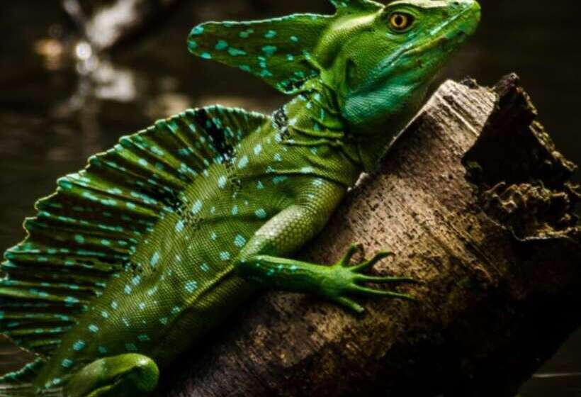 فندق Cabinas Y Tour Aaron Tortuguero